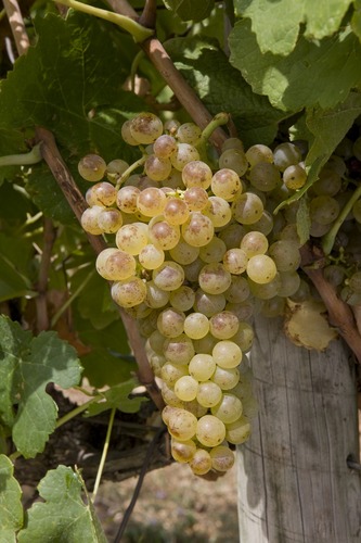 北隆河主要的白葡萄品種之一馬珊（Marsanne）。