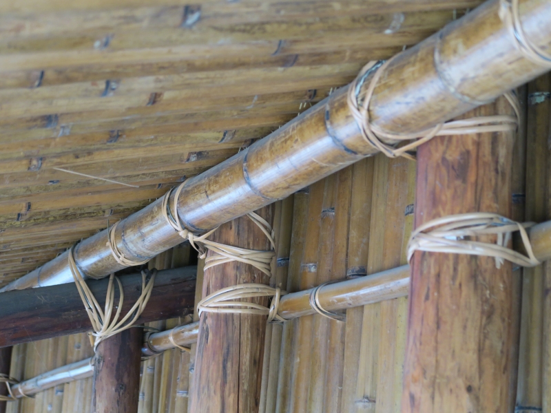 原住民族建造房屋時，遇到建材銜接處，黃藤就是絕佳的綁線。