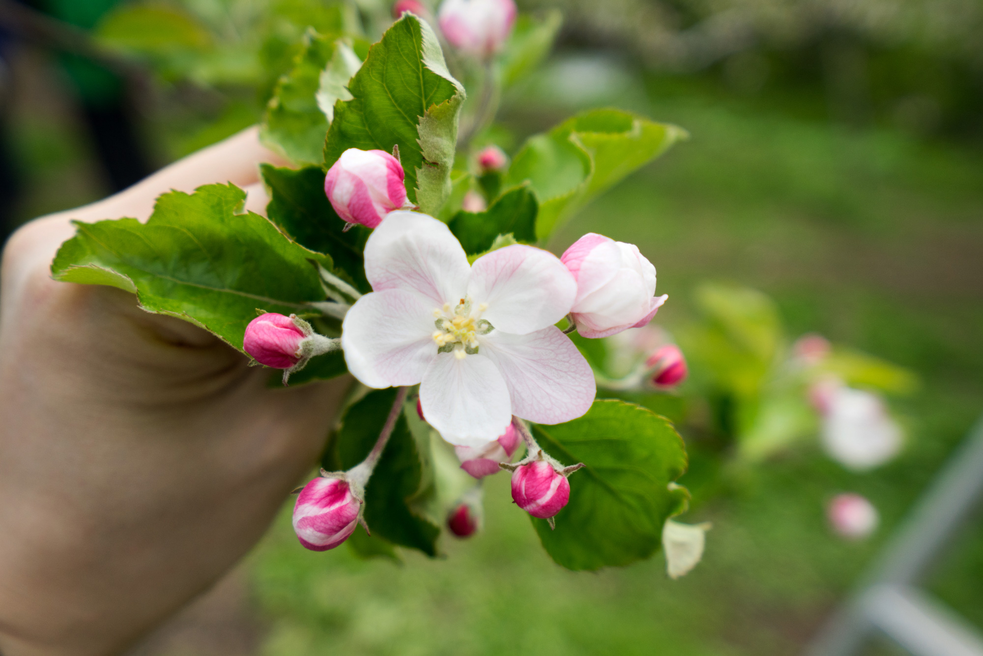 五月盛開的白色蘋果花，花瓣猶如飄然起舞的雪花。（圖片來源：JT & Associates提供）