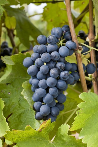 北隆河主要的紅葡萄品種希哈（Syrah）。