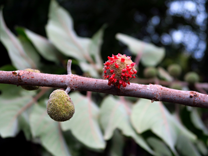 構樹是臺灣常見的桑科落葉喬木，除了樹皮可以拿來製成各類服飾、工藝品等，果實與嫩葉也是其他生物主食來源。