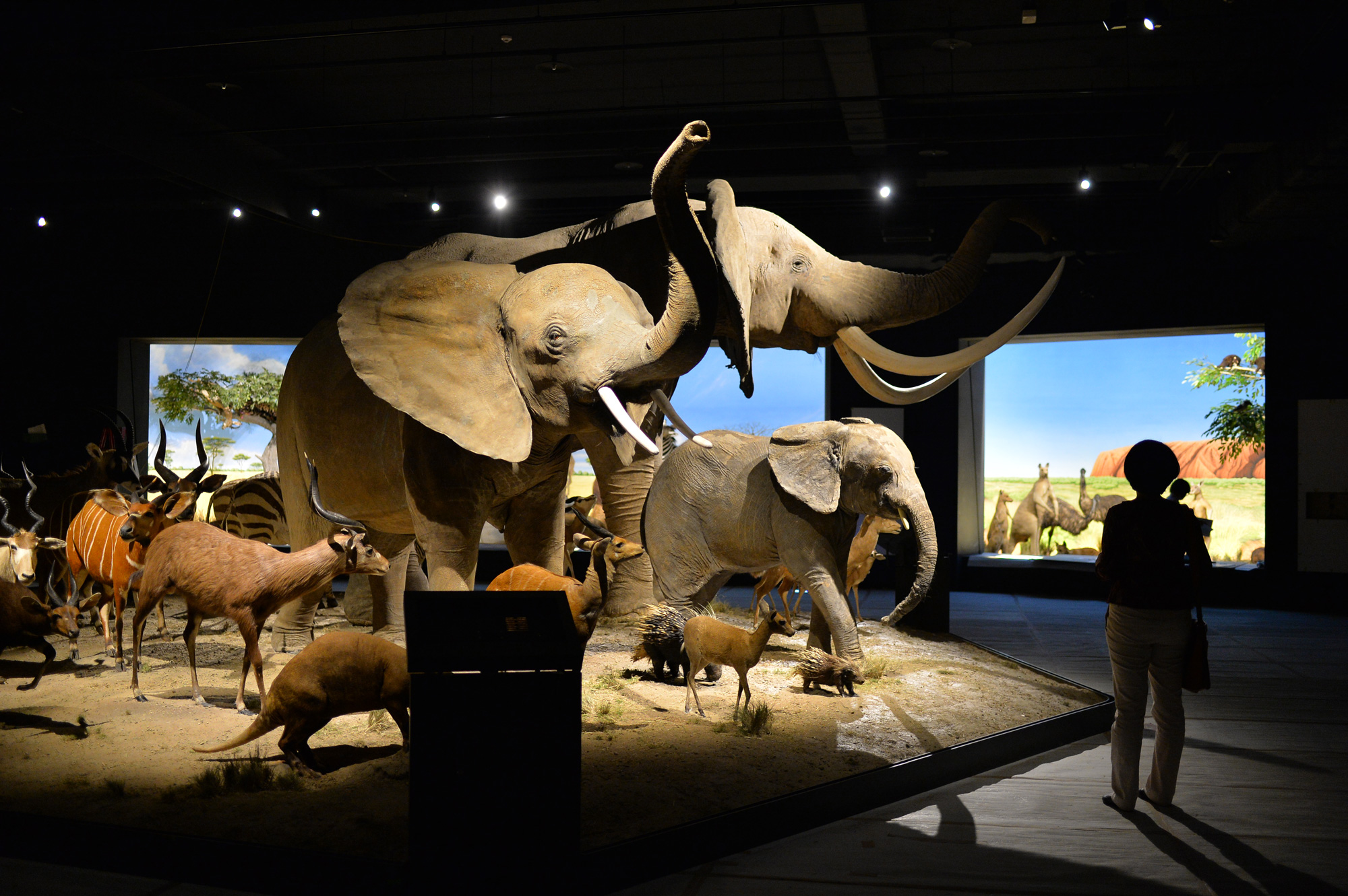 奇美博物館的動物展廳新貌，更能呈現自然生態，如非洲動物的群落、樣貌。（攝影：李明宜）