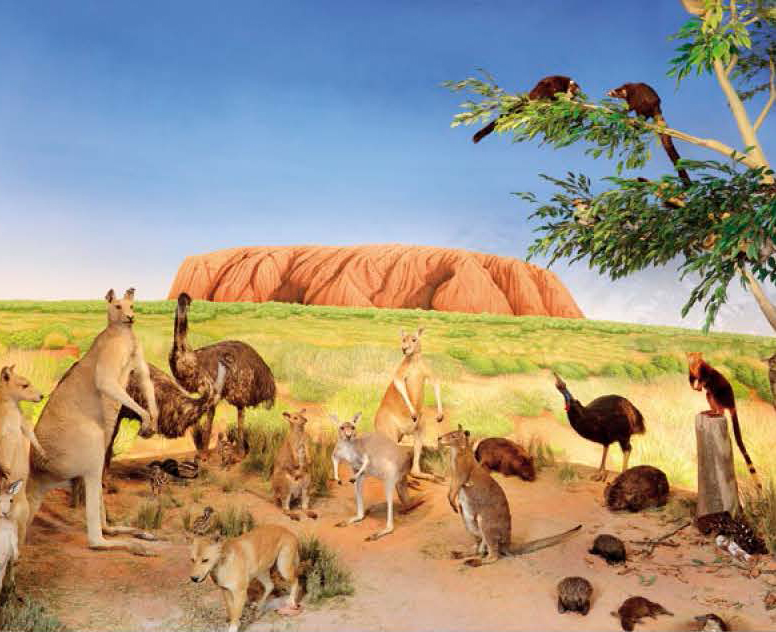 澳洲動物：當地都未必能看見的鴨嘴獸（圖片來源：奇美博物館提供）