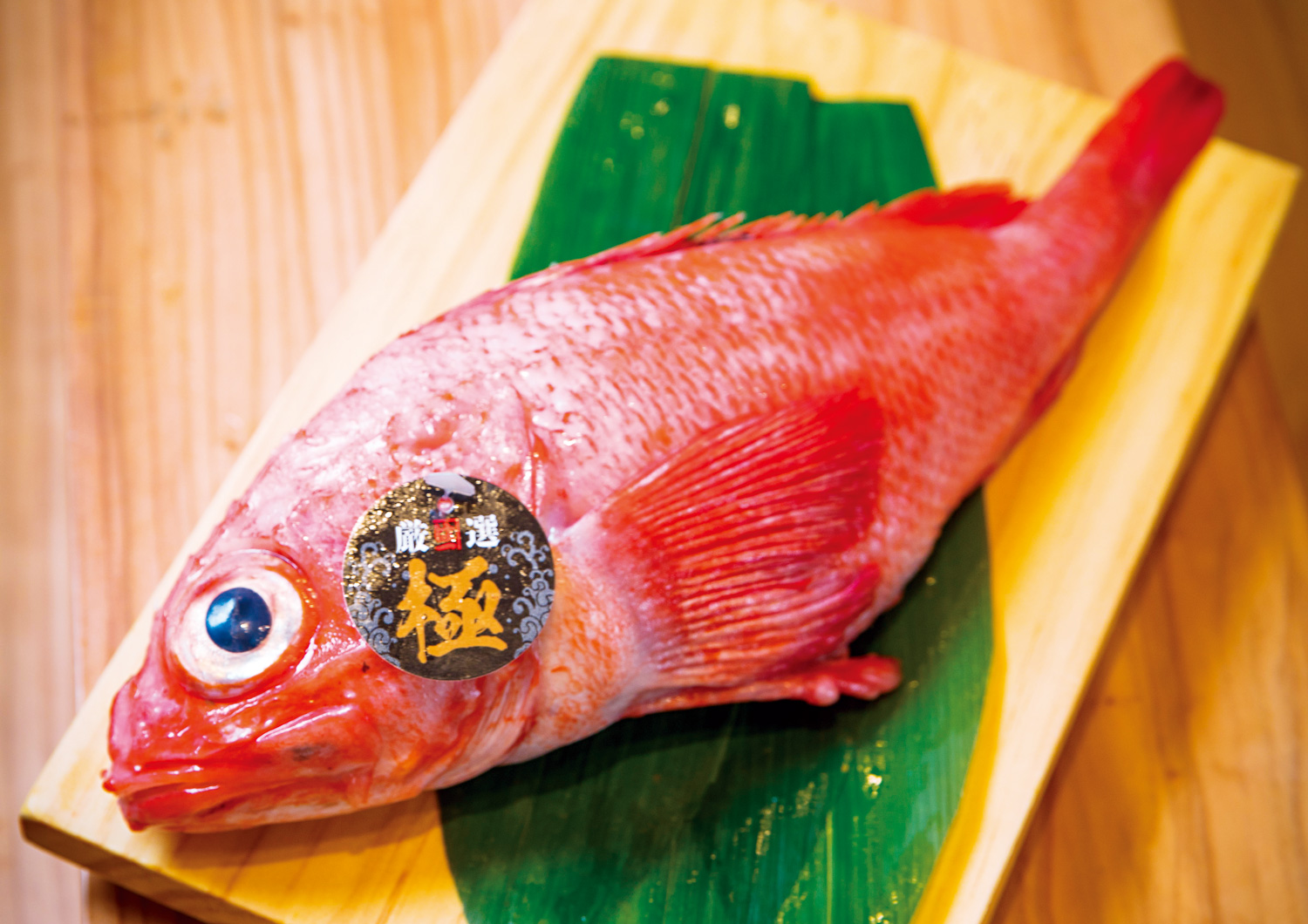 喜知次魚身呈鮮豔朱紅，肉質細緻，在日本有「深海紅寶石」之稱。（攝影：陳宗怡）