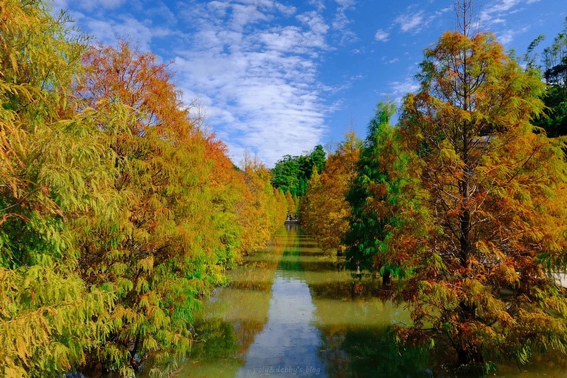 變色的落羽松林倒映水中，層層疊疊抹上不同色彩，隨手一拍就像明信片般唯美（圖片提供／波比看世界）。