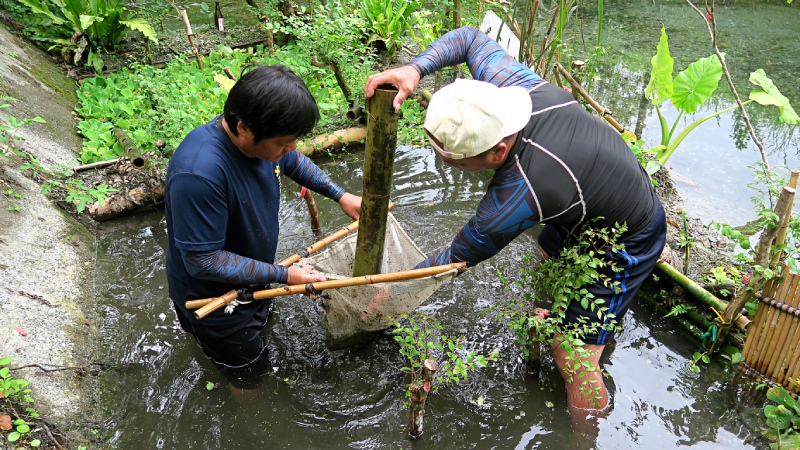 在馬太鞍沼澤地的「巴拉告捕魚體驗」中，可以藉此認識巴拉告結構並實際運用之，把樹枝或竹筒拿起來抖一抖，就能抖出魚蝦。
