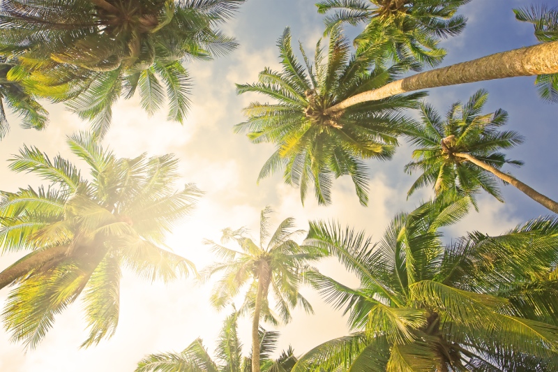 具高經濟價值的椰子樹，關島的查莫洛人稱之為「生命之樹」，南島民族普遍應用椰汁、椰奶、椰絲作為食材製成美味的料理，而椰葉纖維也能編織成透氣的帽子與籃子。