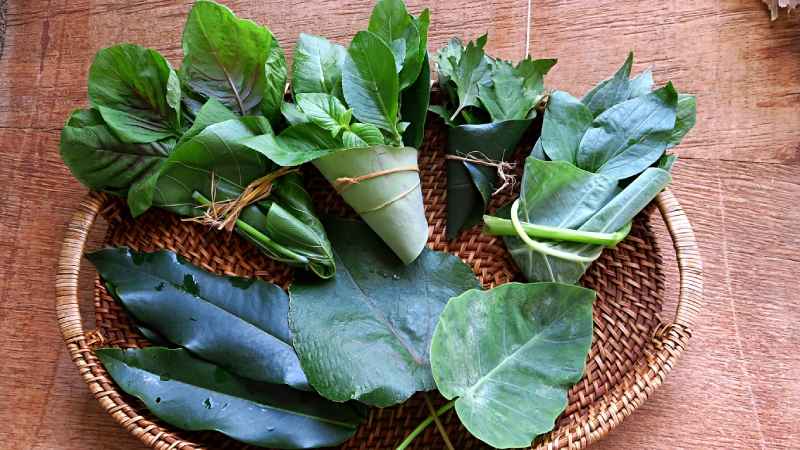 大葉片經常被原住民族廣泛運用，例如野菜的分類包裝就是其中一項。