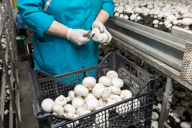 菇類因易於種植，能被裝在塑膠包裝內、以卡車運輸2000公里後仍保持新鮮，全球人工栽培菇類供應量不斷增加。（圖片來源：Dreamstime／典匠影像）