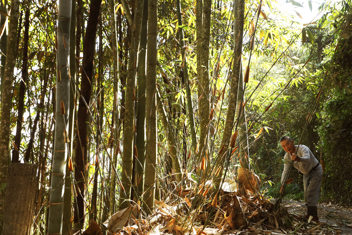 體型碩大的麻竹筍，最適合種在高海拔山區，那瑪夏就是一個很符合的地區。（攝影：張世平）