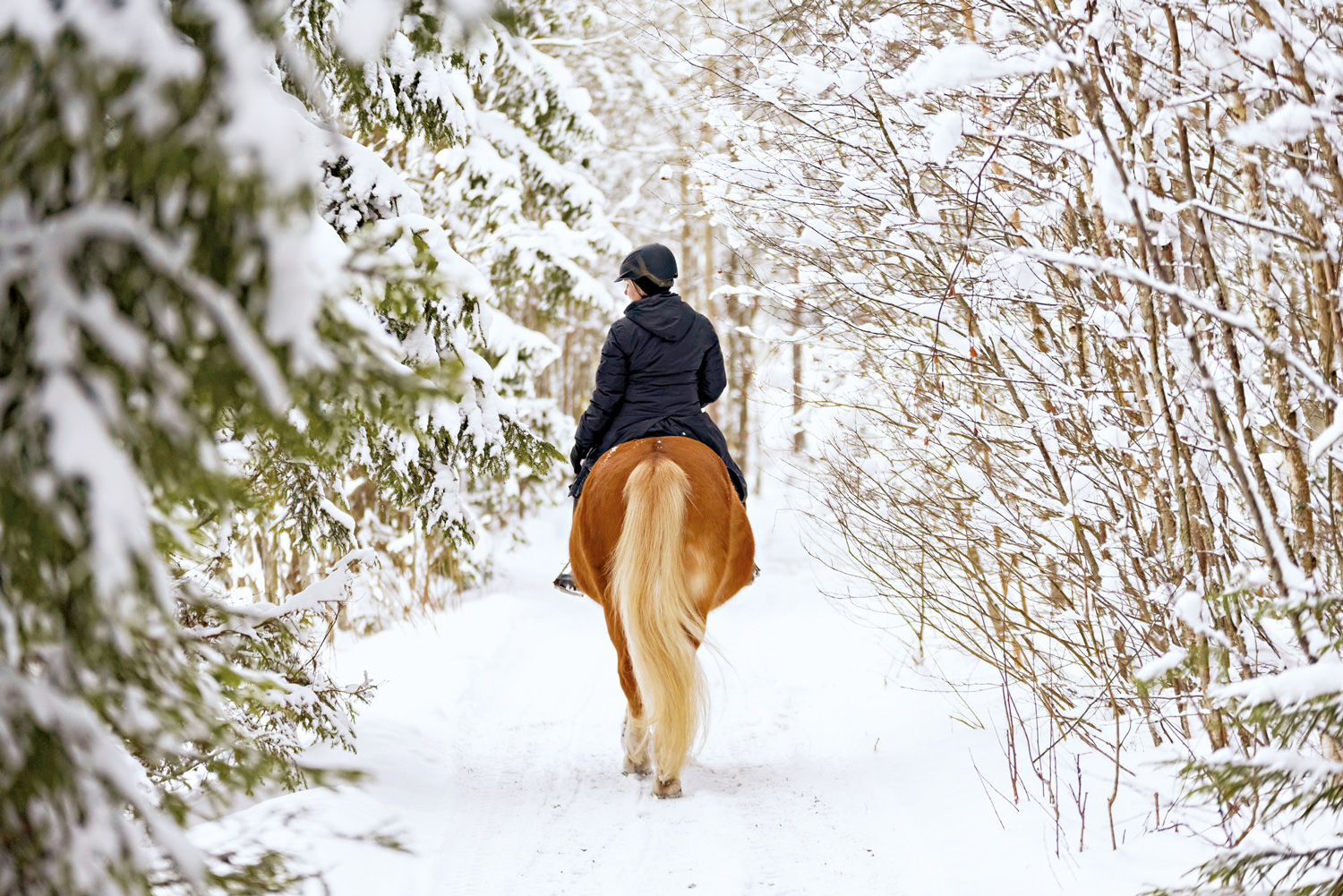 「ホピの丘」牧場規畫的雪地騎馬，享受從高角度眺望雪場的視角。開放騎馬時間不定，必須事先預訂。（圖片提供：Club Med提供）