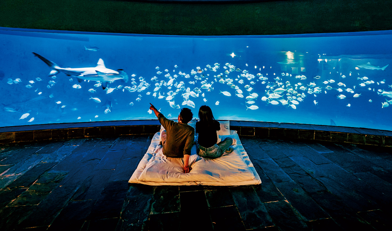 屏東海生館招牌夜宿活動，提供7個就寢區域，遊客可任意選擇和白鯨、鯊魚或企鵝一起入眠。（圖片來源：屏東海生館提供）