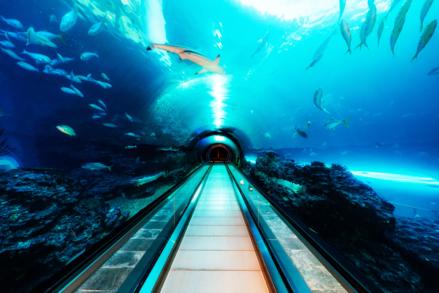 白天走過的海底隧道，上頭其實是巨大水池。（圖片來源：屏東海生館提供）