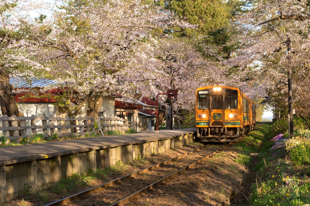被選為「日本櫻花名所百選」的「蘆野公園」，擁有80萬平方公尺的廣闊園區，被譽為津輕半島絕佳景色之一。（圖片來源：東北觀光旅遊資訊網）