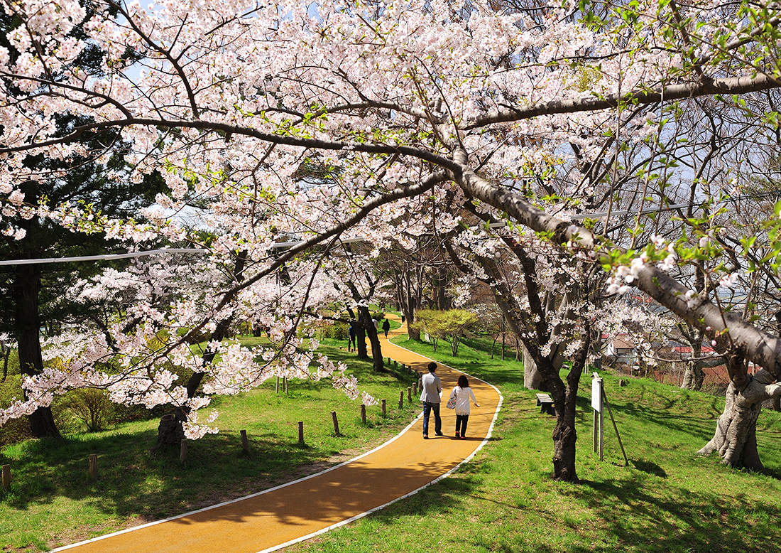將白神山地盡收眼底的能代公園裡，以吉野櫻為主共有約400株的櫻花。（圖片來源：秋田白神觀光提供）