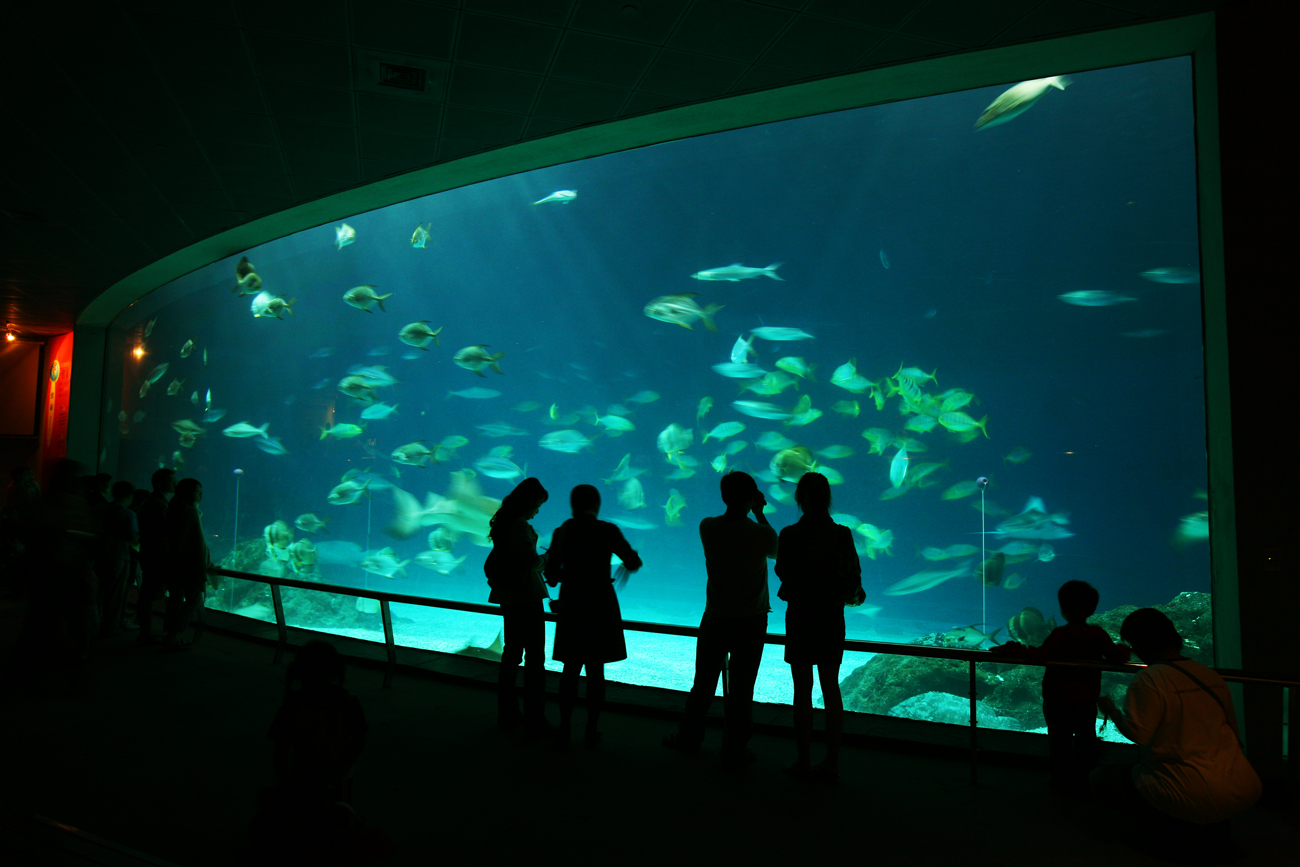 海生館擁有全東南亞最大的單一展示水族窗「大洋池」，寬16公尺、高4公尺，池中包括兩條鯨鯊在內的多元魚群。（攝影：陳郁文）