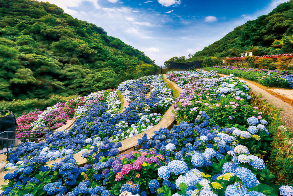 5、6月繡球花花季時大梯田花卉生態農園有滿山遍野的花海。（圖片來源：台灣設計研究院提供）