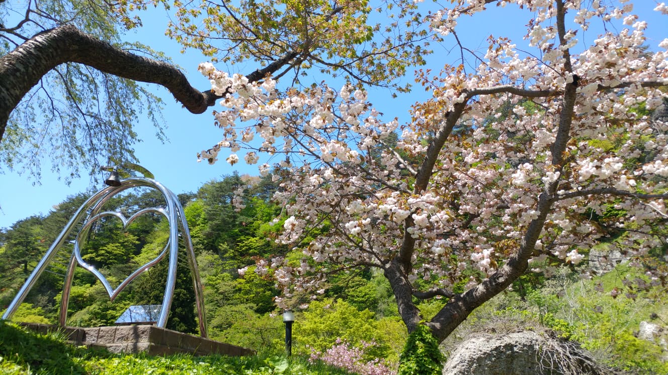 春季君待坂公園內的櫻花與杜鵑廣為人知，約莫1500株櫻花在人稱屏風岩的大片岩壁前盛開，自成一幅美景。（圖片來源：秋田白神觀光提供）
