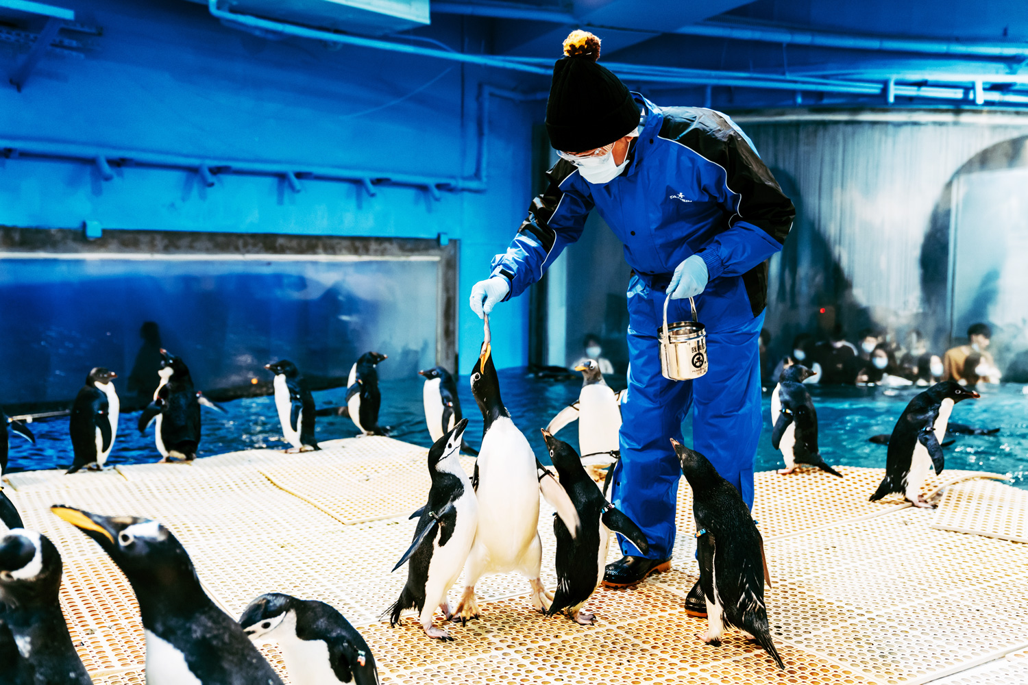 海生館的企鵝餵食活動，是全台唯一可近距離接觸企鵝的體驗活動。（圖片來源：屏東海生館提供）