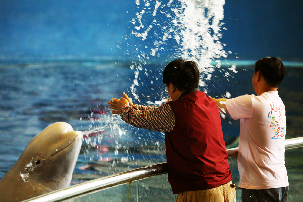 屏東海生館戶外的小白鯨超調皮，每一個人看了都會童心大發，樂不可支。（攝影：陳郁文）