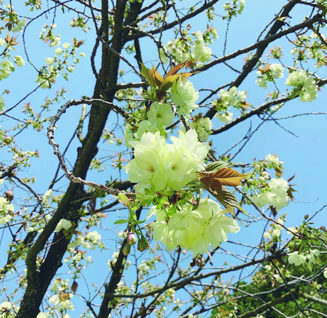 黃綠色的櫻花「御衣黃」，「御衣」意指貴族的和服，其綠色花瓣與平安時代的貴族服裝「萌黃色」相似，而成為命名由來。據說是來自大島櫻的日本原生培育品種。（圖片來源：幸福文化提供）
