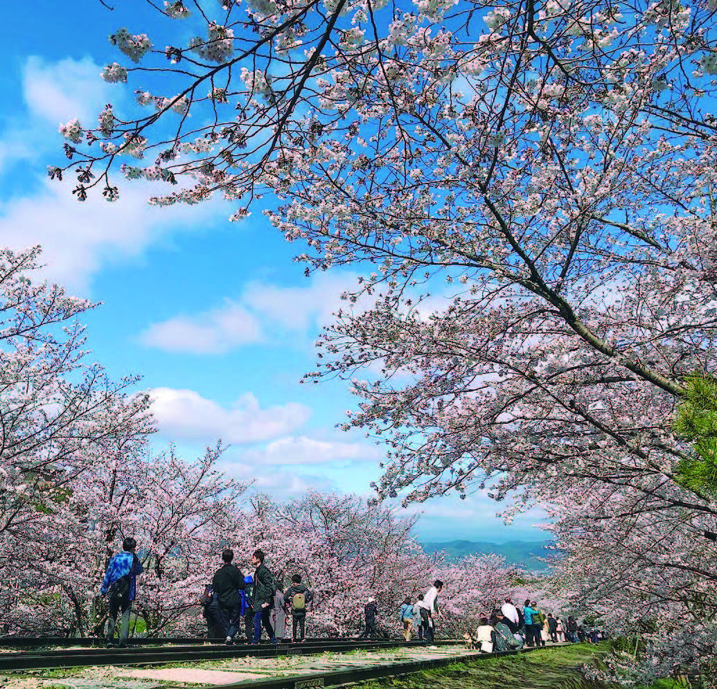京都的櫻花除了著名的染井吉野櫻，從長德寺的阿龜櫻、一條歸橋的河津櫻，到仁和寺晚開的御室櫻，各式品種競相綻放，花期將近一整月。（圖片來源：幸福文化提供）