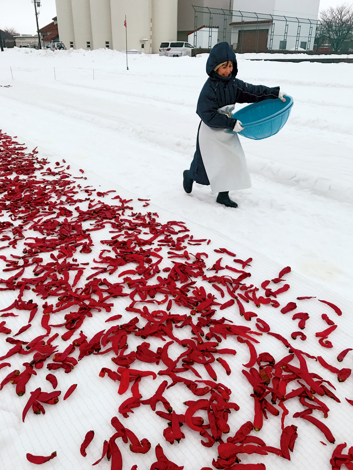 探訪川端康成寫作居住的高半旅館，當地人直接將紅辣椒撒在雪地上曝曬。（圖片來源：李清志提供）