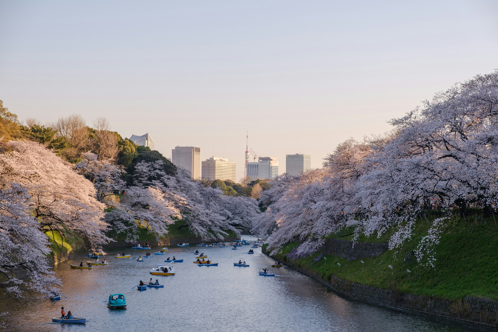 每年3、4月進入賞櫻季，總吸引大批遊客朝聖一片粉紅美景。（圖片來源：Booking.com提供）