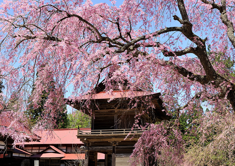 多寶院由久保田藩士多賀谷氏於1489年創建，是枝垂櫻的知名景點。（圖片來源：秋田白神觀光提供）