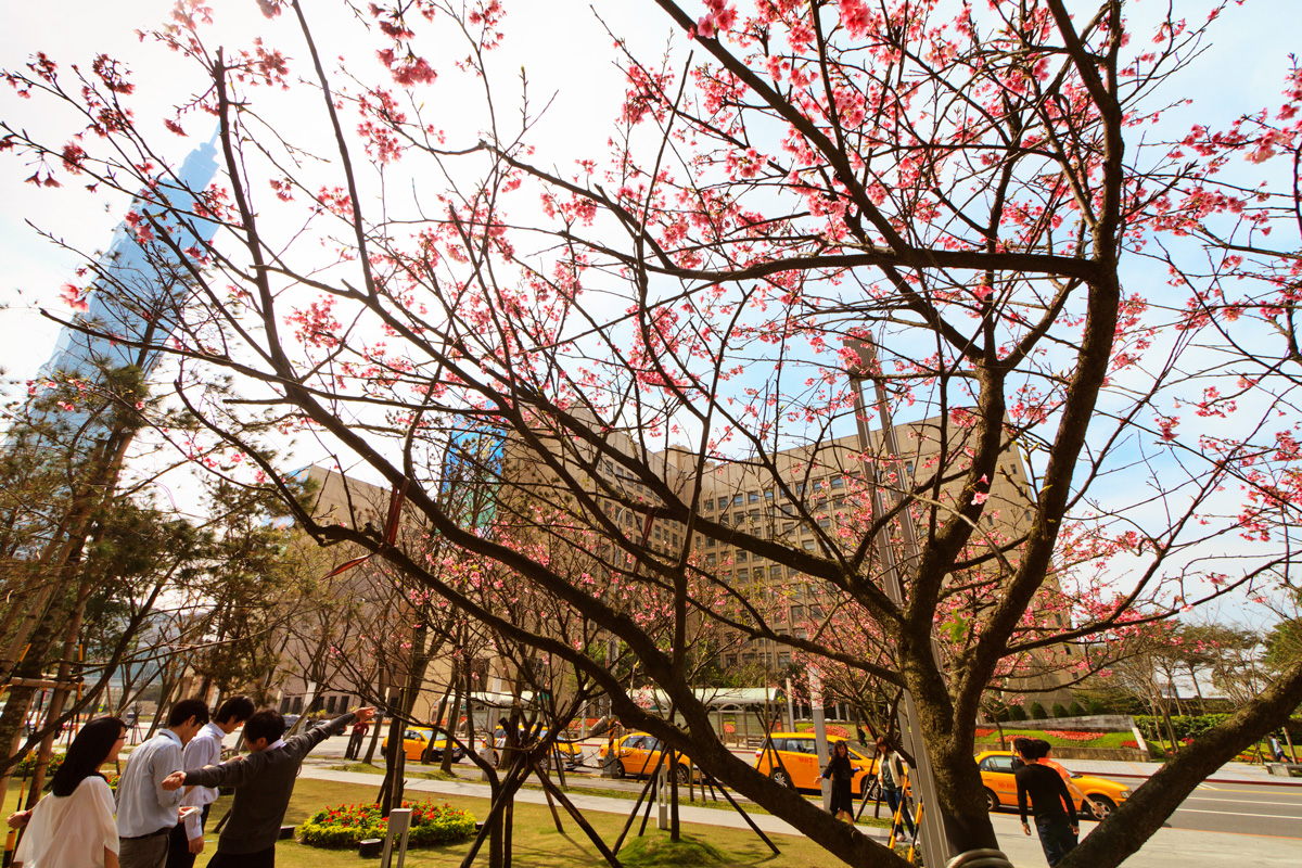市政府後方小公園的十來株櫻花，襯著台北101的背影，有種城市的時髦氛圍。（攝影：呂恩賜）