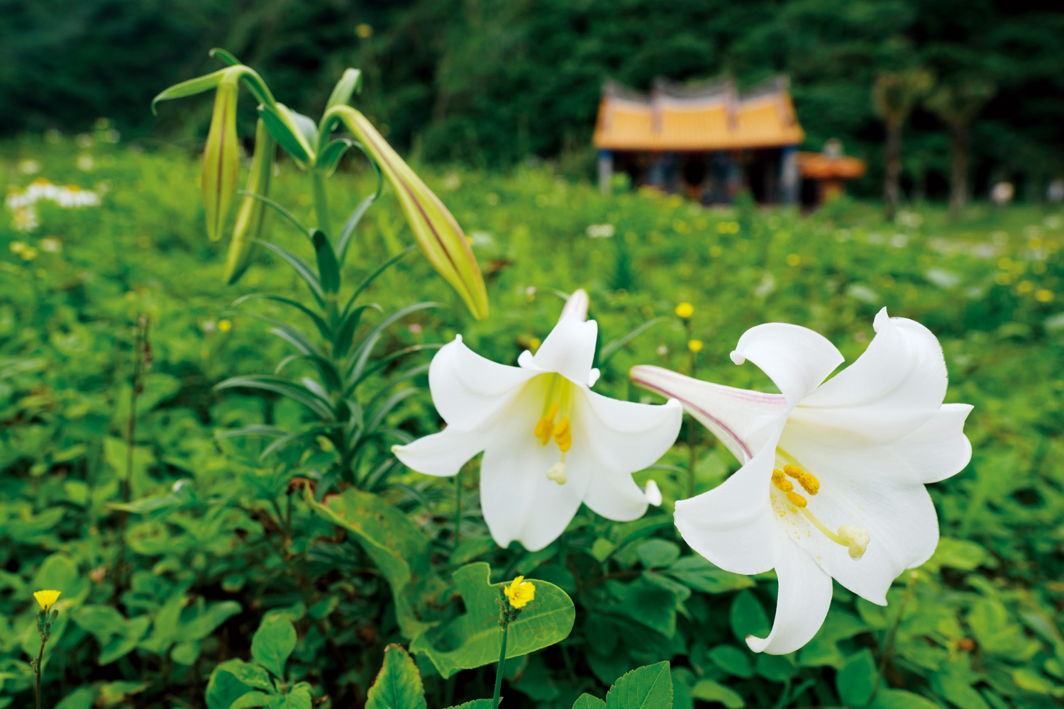 原生種百合在台灣常見的有兩種，圖中的台灣百合葉片較細長，花朵呈現白色，花背則有紫紅色條紋。（攝影：高大鈞）