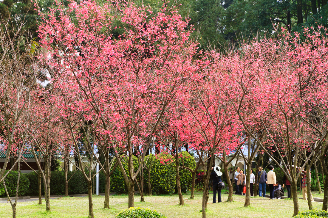 台灣原生「山櫻花」能適應較暖和氣候，而且從平地到海拔3000公尺的高山都可以生長，因此成為台灣分佈最廣的櫻花。（攝影：呂恩賜）