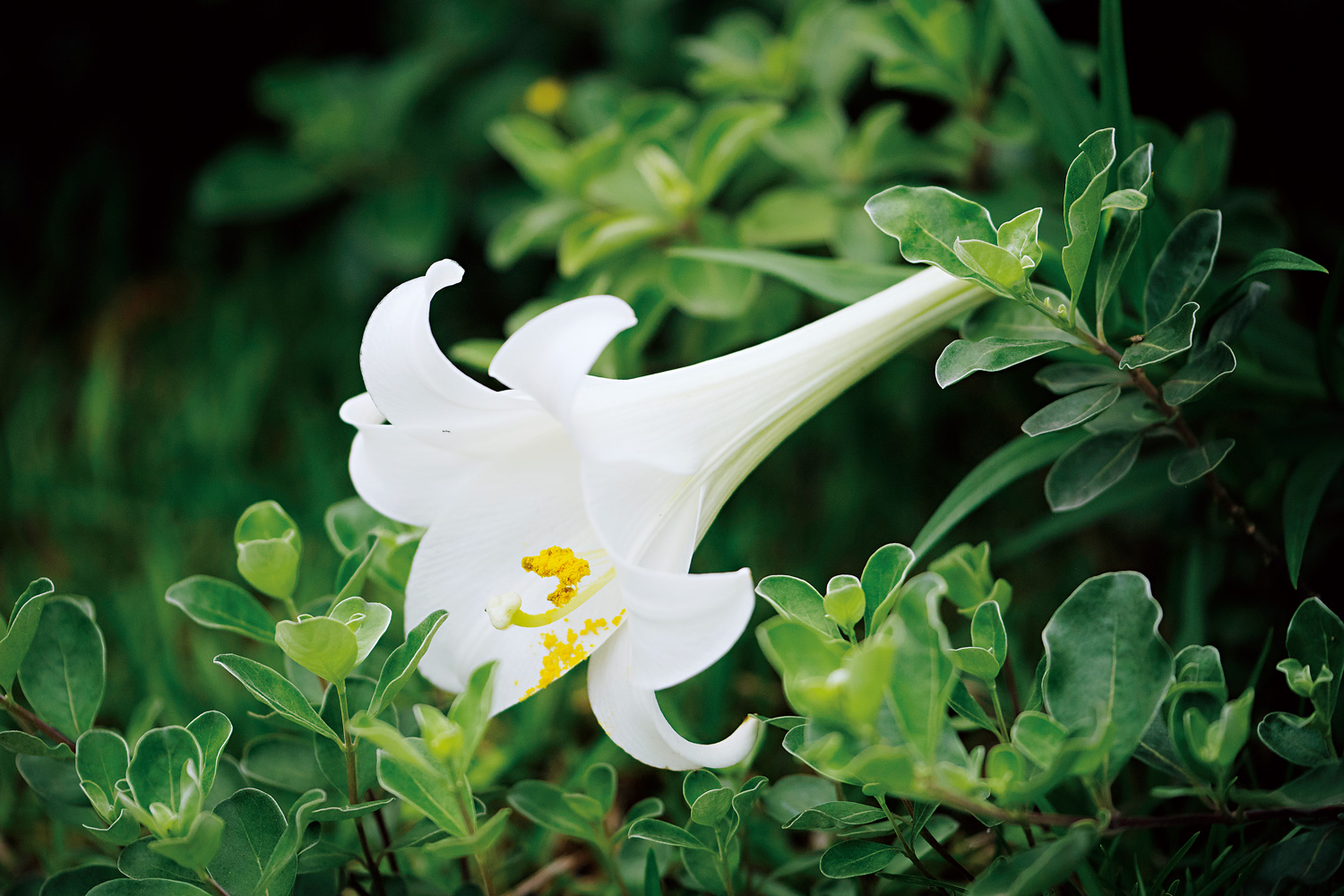 鐵炮百合葉片較為粗短，花朵內外都是白色。（攝影：高大鈞）