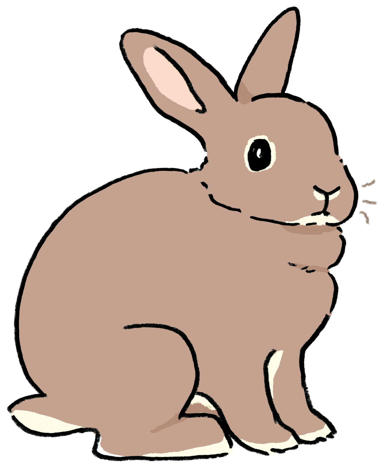 超短毛兔品種有雷克斯兔等等。（圖片來源：遠流提供）