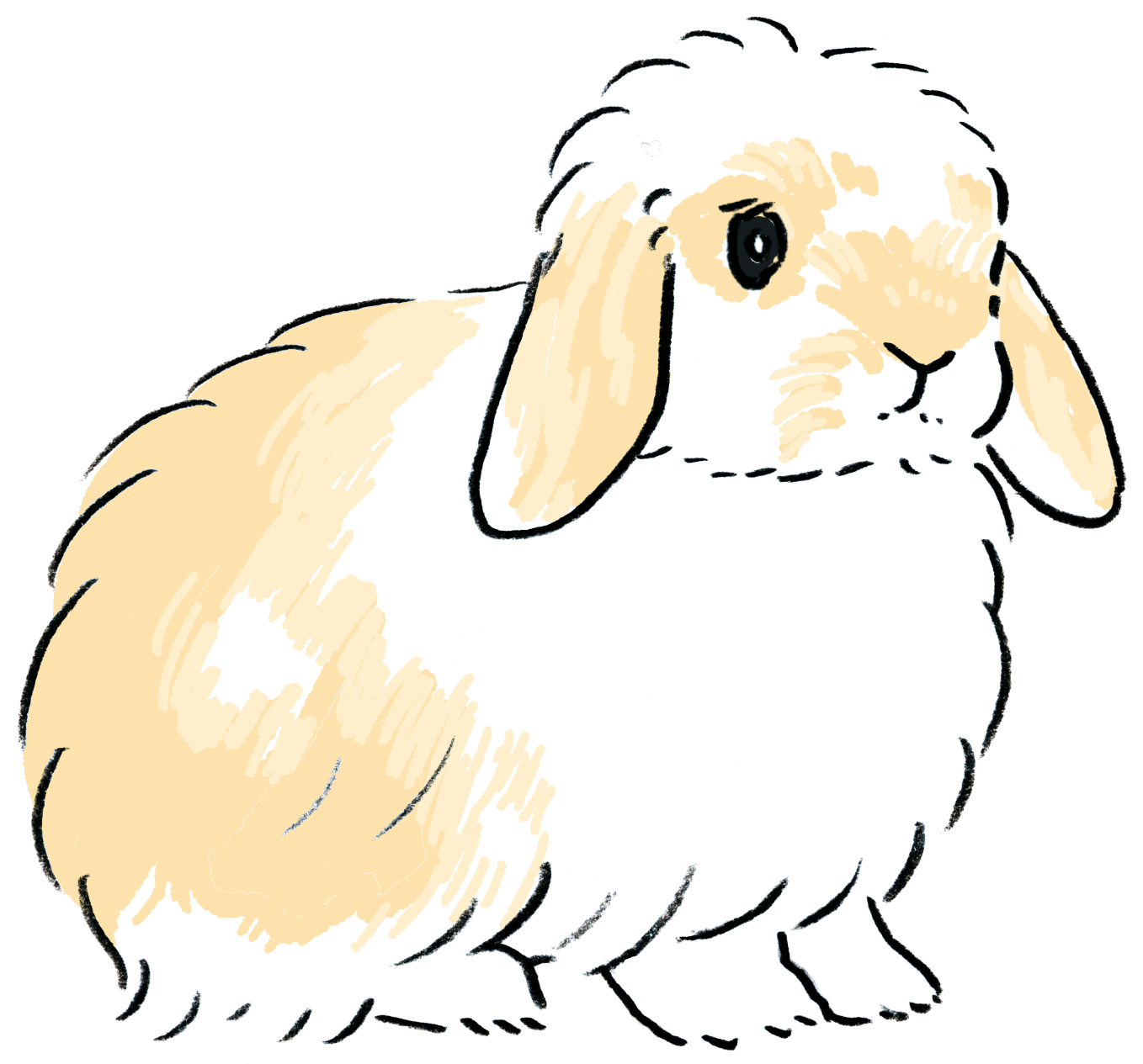 長毛兔品種包含了澤西長毛兔、美種費斯垂耳兔等等。（圖片來源：遠流提供）