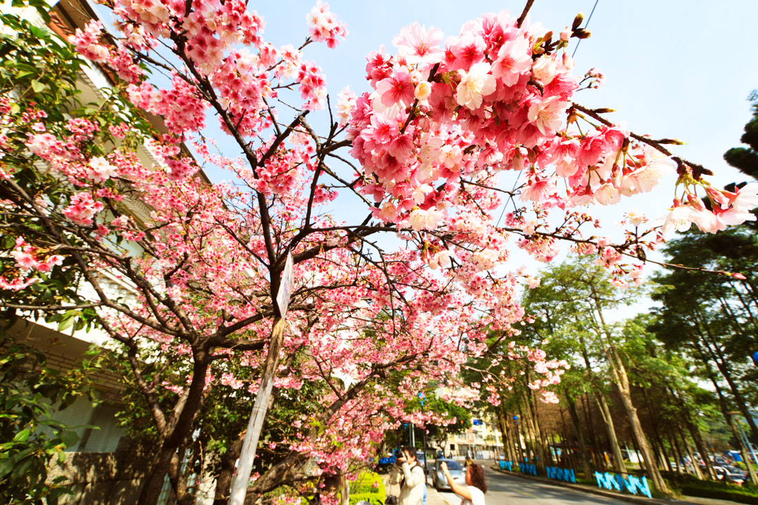 台北士林區至誠路上的老櫻花樹，單株儷影即能讓人忍不住停下腳步。（攝影：呂恩賜）