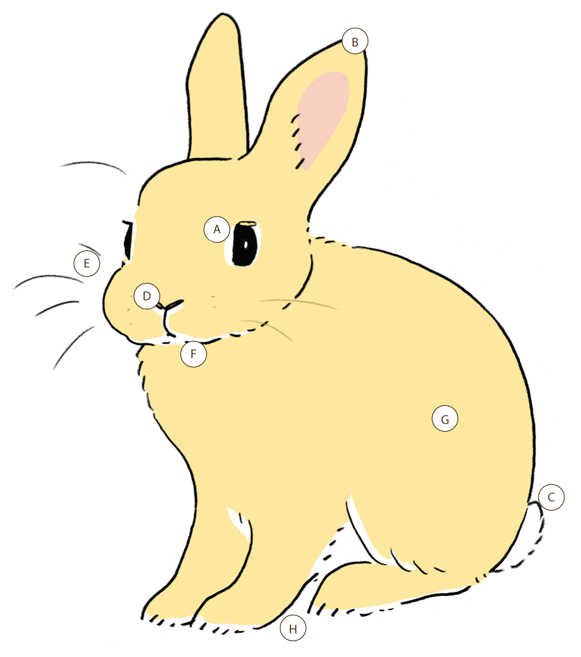 兔子始祖的歐洲穴兔體重約為1.5～2.5公斤，目前常見的寵物兔已經被改良成更小或更大的體型。各部位的詳細介紹標示如下方文字。（圖片來源：遠流提供）