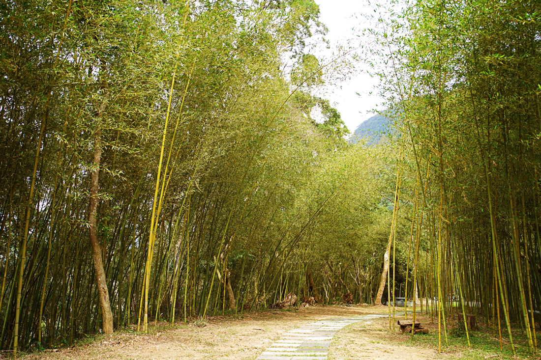 羅山村的竹林步道很美，放眼全是綠意。（圖片來源：竹博會提供）