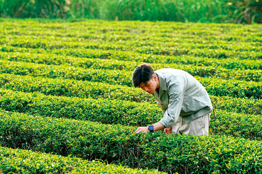 退伍返鄉後的徐維伸，第一件事就是被爸爸丟到茶園去修剪茶樹、照顧茶園，讓他明瞭茶喝下去的不只是風味，還有茶農們辛苦的滋味。（攝影：李明宜）