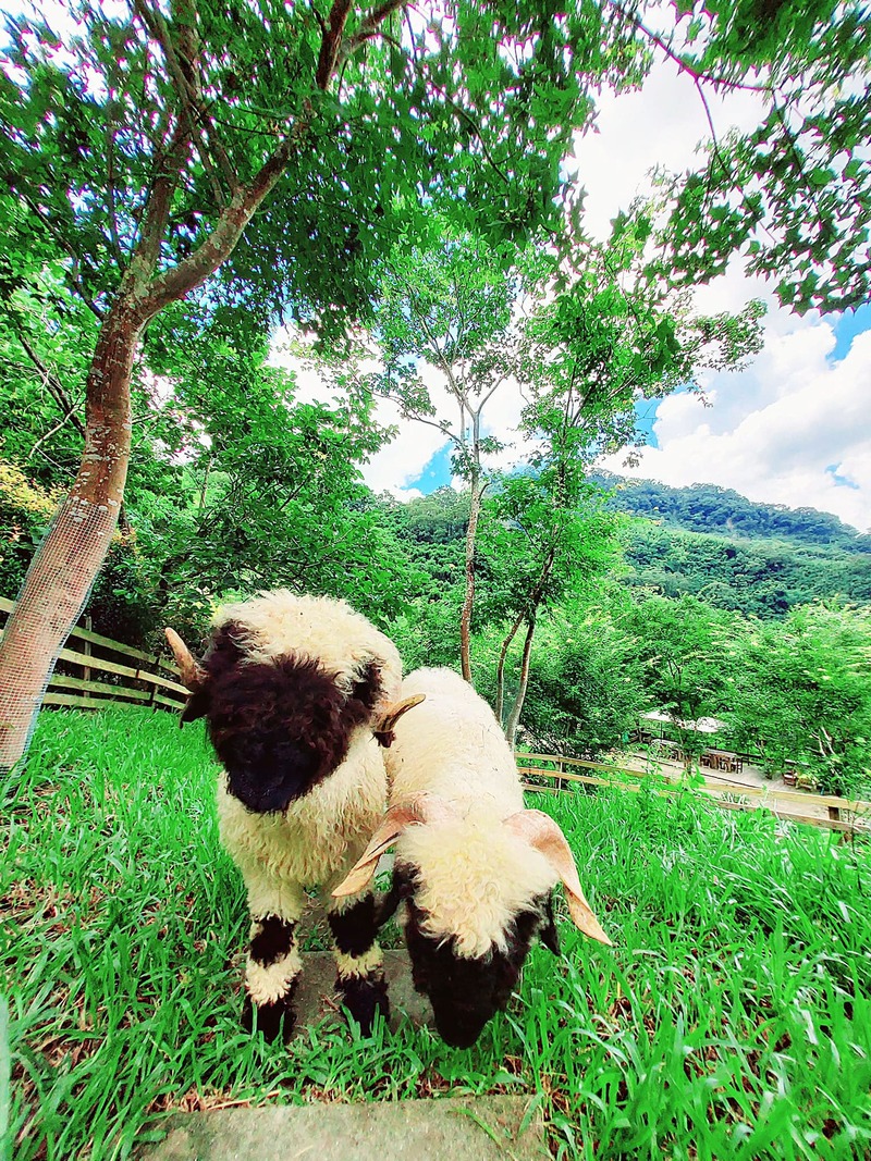 哈比丘茶樹森林 瑞士瓦萊黑鼻羊