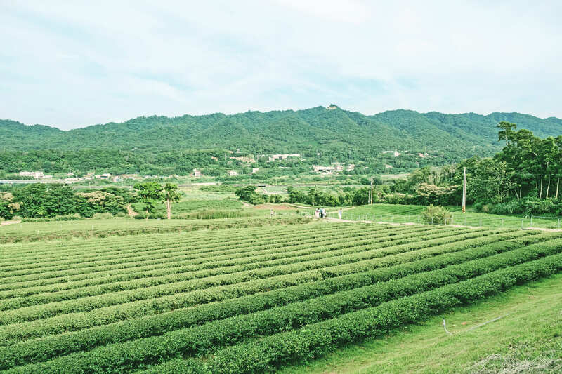 銅鑼茶廠 30 公頃茶園採自然農法耕種