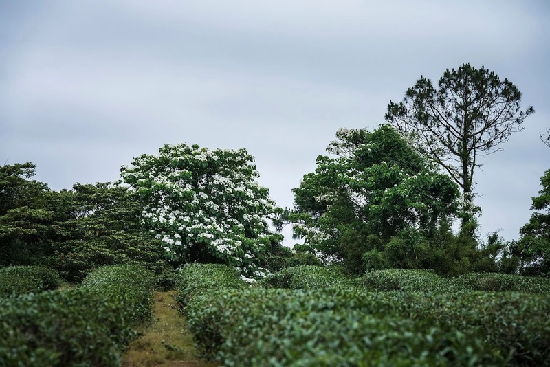 小粗坑古道 油桐花