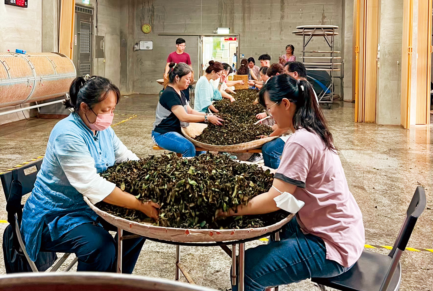 東方美人製茶過程：浪茶。（圖片來源：徐耀良茶園提供）