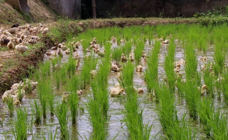 無負擔農場利用鴨子愛玩水的特性，刻意放小鴨到田間吃福壽螺，同時透過踩踏抑制雜草生長。