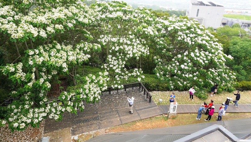 好客公園 桐花綻放