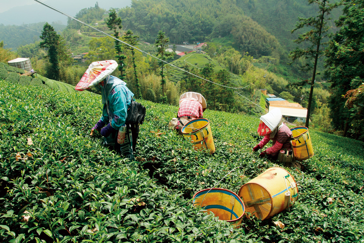 山勢高聳的阿里山高山茶區，採茶人於坡陵間攀爬採茶。（攝影：葉怡蘭）