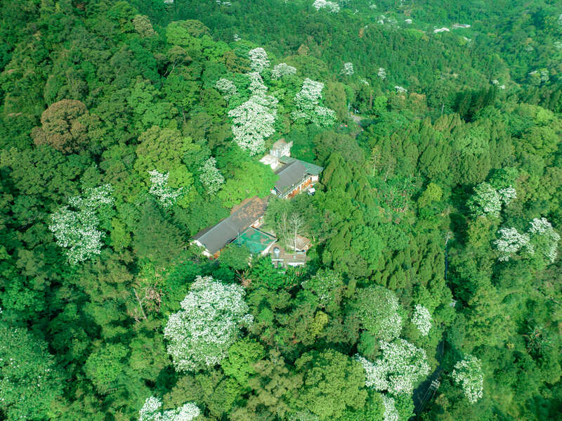 桐花祭新竹大山北月