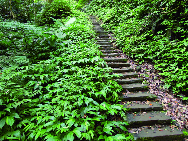 全長2.2公里的鳴鳳古道，大多數的路段皆平坦易走，偶爾石階小徑，走起來的難度也不高。（圖片提供／台灣千里步道協會）