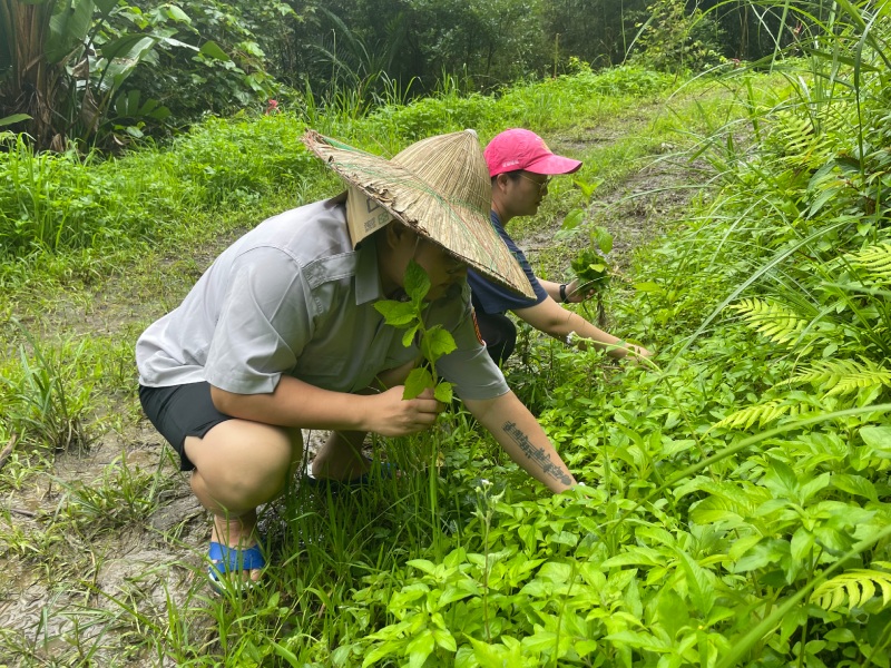 昭和草是部落坡地邊常見的野菜，是族人在日常生活中能隨手採集的植物，最佳採集與食用時機在開花之前，此時特徵不明顯需要留意才能發現。