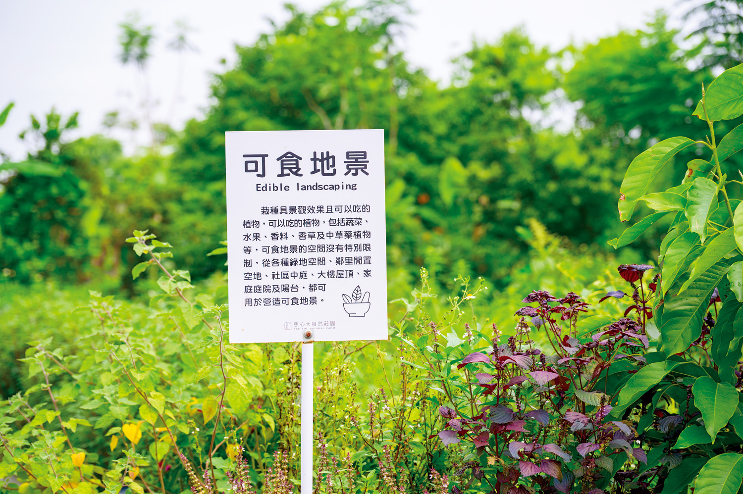 這裡的作物按功能分門別類，有利於食農教育的推廣。（攝影：李明宜）